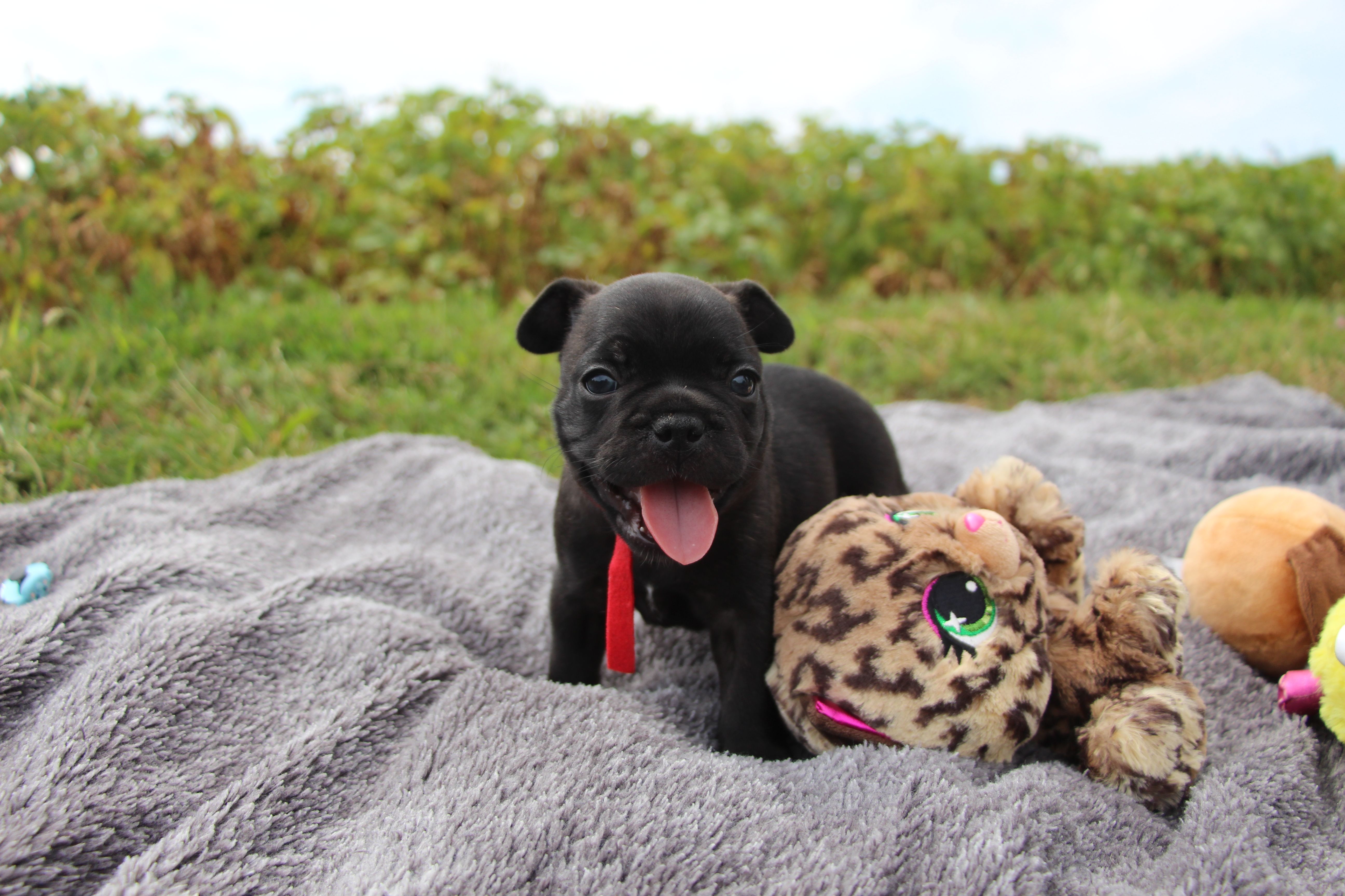 <svg class='red'></svg> <b>Mini Minnie</b> <svg class='red'></svg>